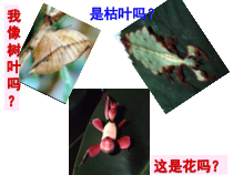 7.3.3《三生物进化的原因》PPT课件1-八年级下册生物人教版