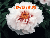高教版中职语文(基础模块)下册第16课《洛阳诗韵》课件1