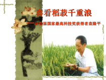 统编版语文高中必修上《喜看稻菽千重浪》ppt课件(22页) 