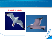 《4. 神奇的升力》PPT课件4-八年级物理下册【粤沪版】