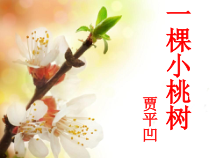 部编版七年级初一语文上册《一颗小桃树》课件（教研公开课）