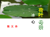初一语文七年级上册《荷叶母亲》课件（公开课）