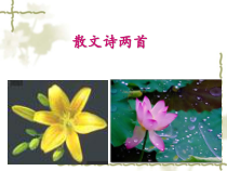 初一语文部编版七年级上册《散文诗二首》教案+课件+导学案含2个课时（校公开课定稿）