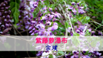 七年级语文部编版初一上册《紫藤萝瀑布》PPT课件（校公开课）