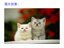 七年级语文部编版初一上册《猫》课件（校公开课）