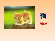 深圳七年级语文部编版初一上册《猫》课件（校公开课）