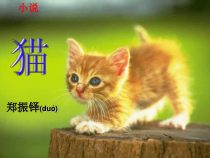 深圳七年级语文部编版初一上册《猫》课件（校内公开课）