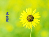 《放飞梦想》PPT课件 (2)-九年级心理健康【辽师大版】