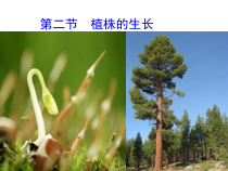 人教版生物七年级上册（课件9份可预览）