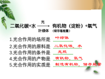 《第二节 绿色植物的呼吸作用》PPT课件2-人教版生物七年级上册