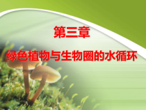 《绿色植物与生物圈的水循环》PPT课件2-人教版生物七年级上册