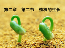 《第二节 植株的生长》PPT课件1-人教版生物七年级上册