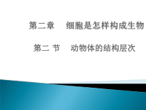 《第二节 动物体的结构层次》PPT课件2-人教版生物七年级上册
