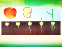 《第二节 植株的生长》PPT课件2-人教版生物七年级上册