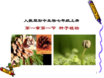 《第二节 种子植物》PPT课件3-人教版生物七年级上册