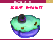 《第三节 动物细胞》PPT课件2-人教版生物七年级上册
