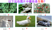 《第一节 生物的特征》PPT课件1-人教版生物七年级上册
