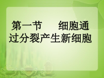 《第一节 细胞通过分裂产生新细胞》PPT课件1-人教版生物七年级上册