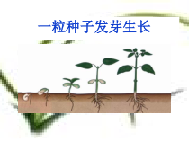 《第一节 细胞通过分裂产生新细胞》PPT课件2-人教版生物七年级上册
