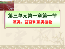 《第一节 藻类、苔藓和蕨类植物》PPT课件1-人教版生物七年级上册