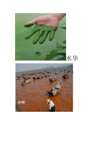 《第一节 藻类、苔藓和蕨类植物》教学设计-人教版生物七年级上册