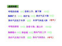 《第二节　发生在肺内的气体交换》PPT课件3-人教版生物七年级下册