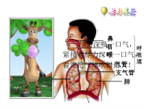 《第二节　发生在肺内的气体交换》PPT课件1-人教版生物七年级下册