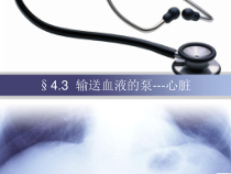 《第三节　输送血液的泵——心脏》PPT课件1-人教版生物七年级下册