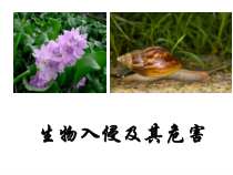 《科学·技术·社会　生物入侵及其危害》PPT课件1-人教版生物七年级下册
