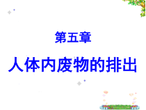 《人体内废物的排出》PPT课件1-人教版生物七年级下册