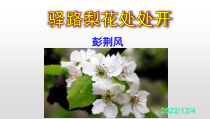 部编版七年级语文下册《驿路梨花》课件（厦门市级公开课）