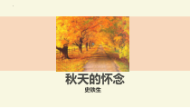 初中部编版七年级初一上册语文《第5课 秋天的怀念》课件(校内公开课）