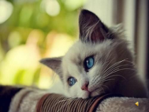 部编版七年级上册语文《猫》课件（定稿；校内教研课）