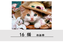 部编版七年级上册语文《猫》课件（定稿；校内集体教研课）