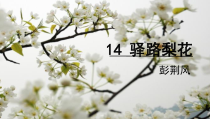 部编版七年级上册语文《驿路梨花》课件（定稿；组内教研课）