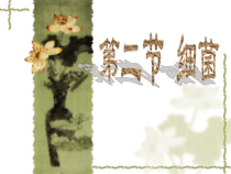 《第二节 细菌》PPT课件2-人教版生物八年级上册
