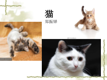 部编版九年级初三语文上册《猫》课件（集体备课定稿）