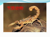 《第三节 软体动物和节肢动物》PPT课件2-人教版生物八年级上册