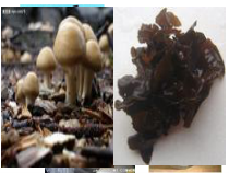 《第一节 细菌和真菌的分布》PPT课件1-人教版生物八年级上册