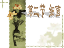 《第二节 细菌》PPT课件1-人教版生物八年级上册