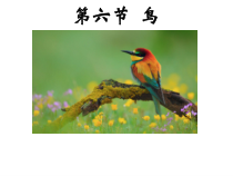 《第六节 鸟》PPT课件1-人教版生物八年级上册