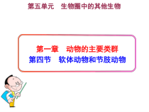 《第三节 软体动物和节肢动物》PPT课件1-人教版生物八年级上册