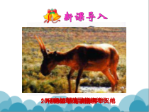 《第三章 保护生物的多样性》PPT课件1-人教版生物八年级上册
