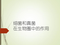 《第四节 细菌和真菌在自然界中的作用》PPT课件1-人教版生物八年级上册