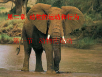 《第一节 动物的运动》PPT课件2-人教版生物八年级上册