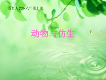 《科学·技术·社会 动物与仿生》PPT课件3-人教版生物八年级上册