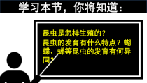 《第二节 昆虫的生殖和发育》PPT课件2-人教版生物八年级下册