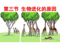 《第三节 生物进化的原因》PPT课件1-人教版生物八年级下册