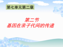 《第二节 基因在亲子代间的传递》PPT课件2-人教版生物八年级下册