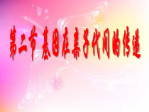 《第二节 基因在亲子代间的传递》PPT课件3-人教版生物八年级下册
